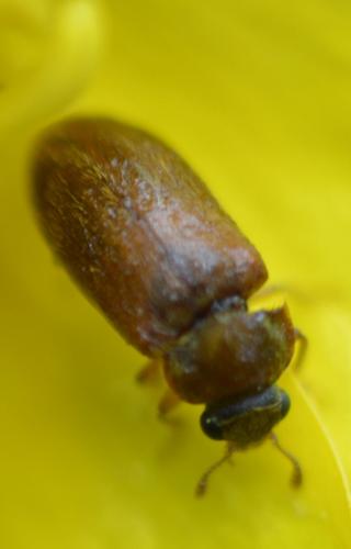 Réf. 230 287 : Byturus ochraceus